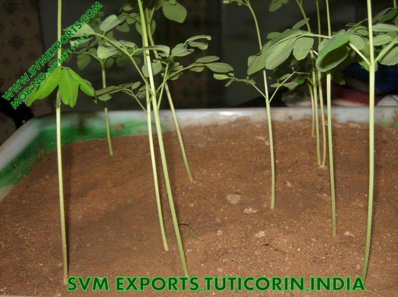 Moringa T Cut Leaf Suppliers India